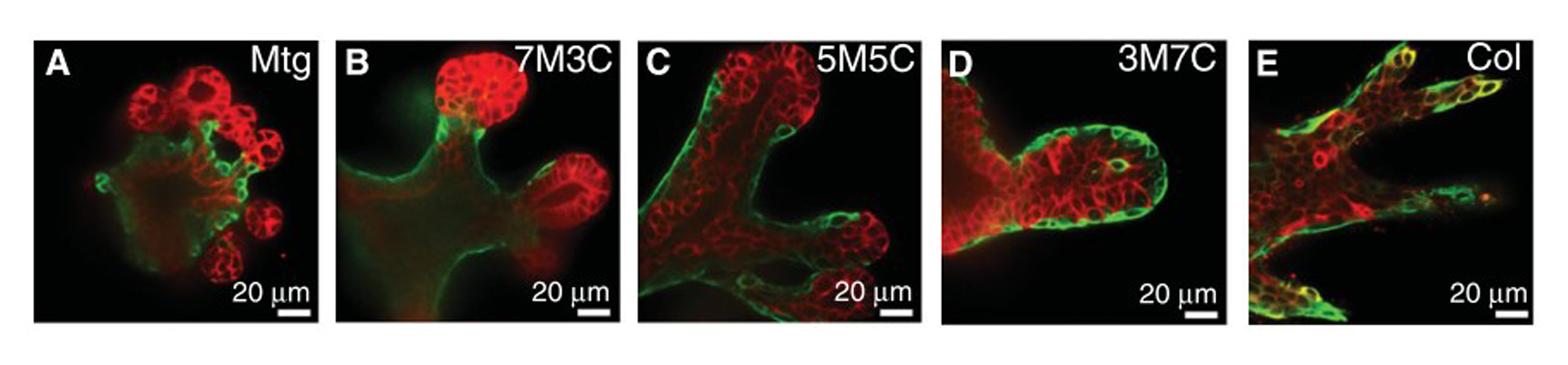 Branching morphogenesis in mouse mammary epithelial organoids 